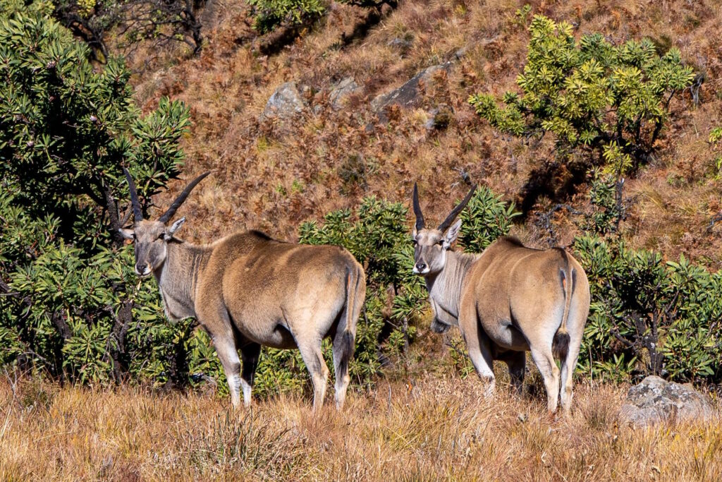 Eland