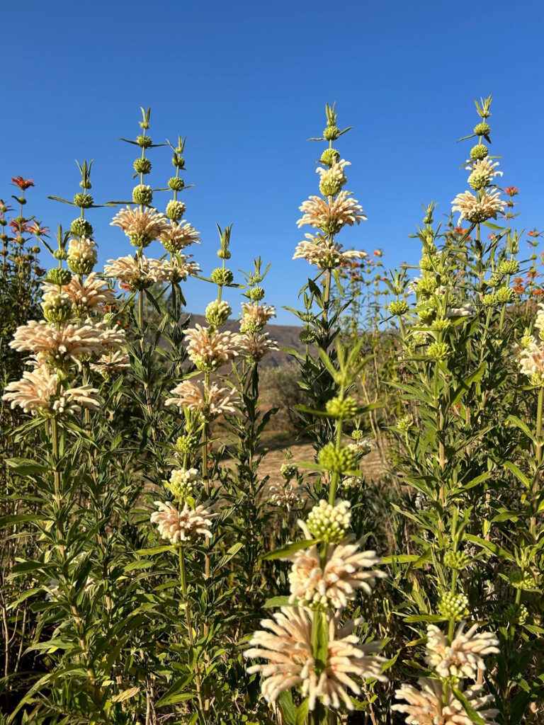 Leonotis Northern Drakensberg Nature Reserve