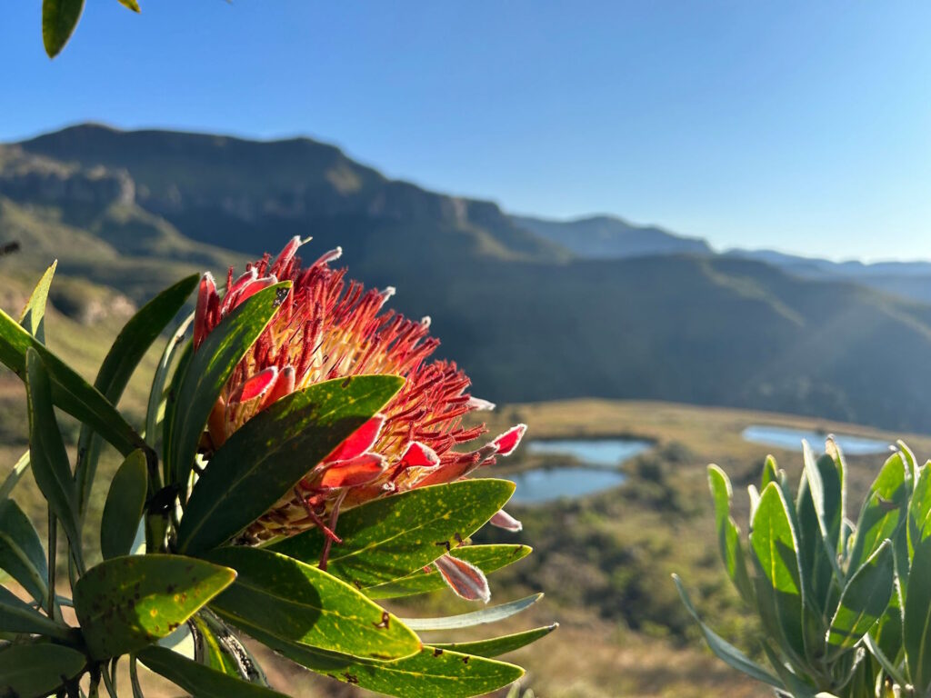 Protea Northern Drakensberg Nature Reserve