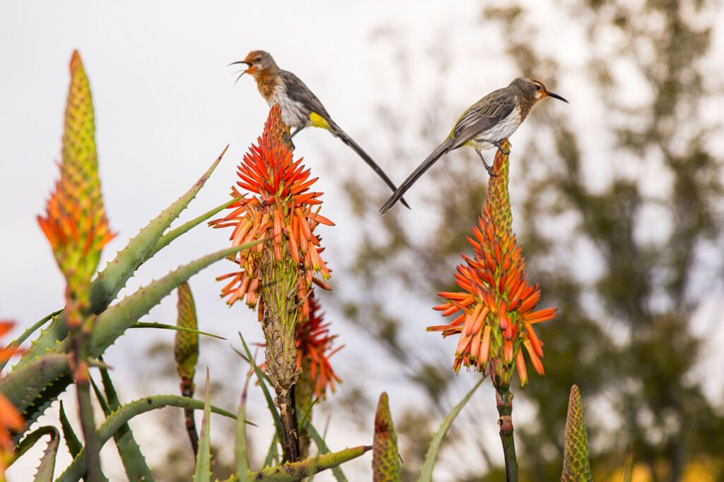 Gurney's Sugarbird Northern Drakensberg Nature Reserve
