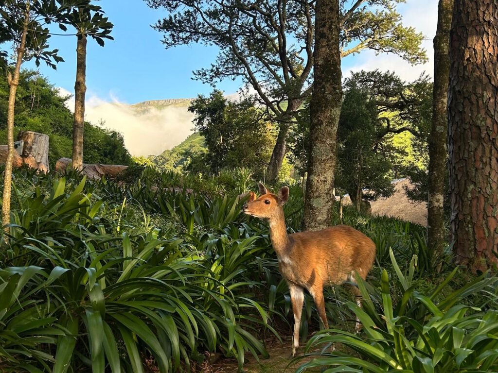Bushbuck Northern Drakensberg Nature Reserve