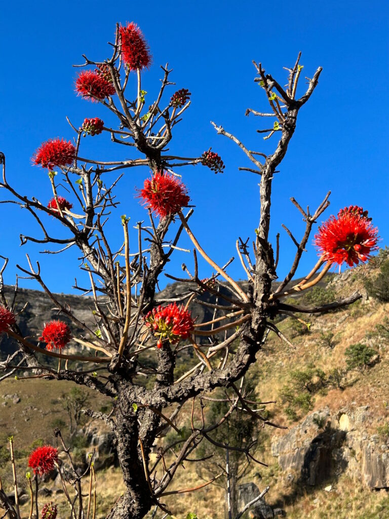 Greyia Sutherlandii Northern Drakensberg Nature Reserve