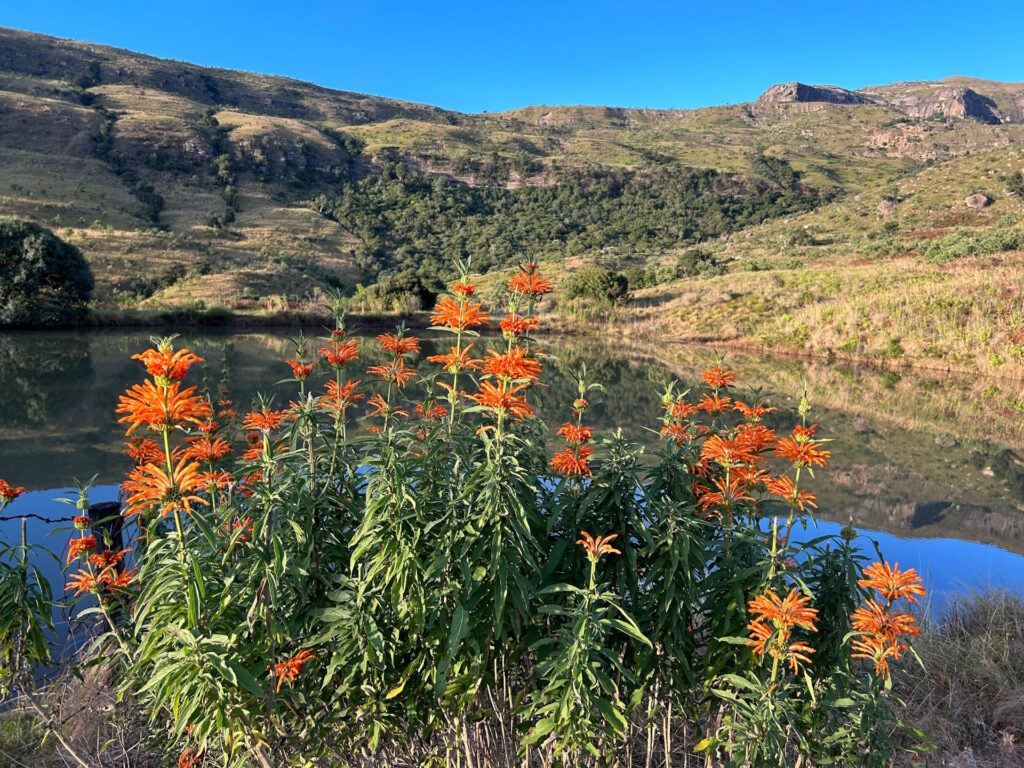 Leonotis leonurus Northern Drakensberg Nature Reserve