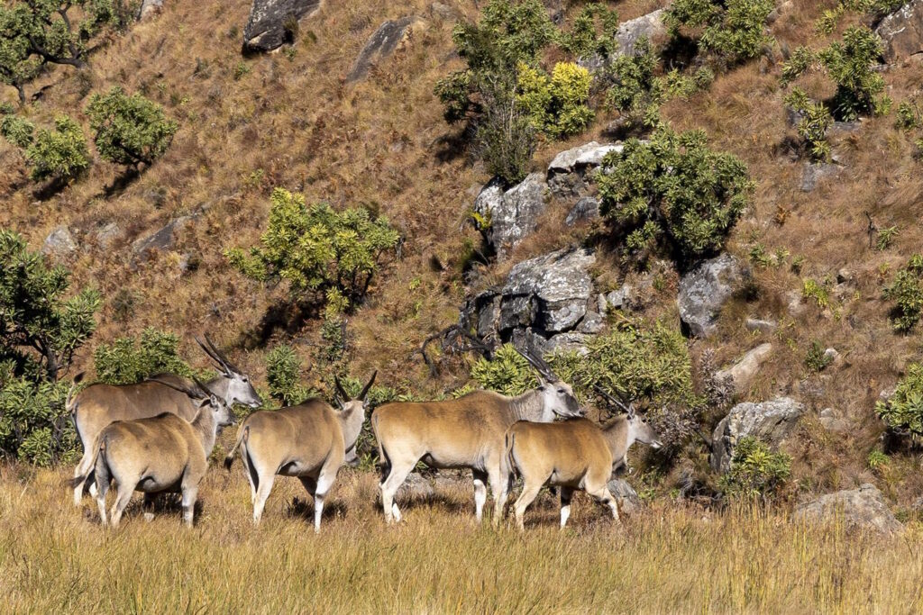 Eland Northern Drakensberg Nature Reserve